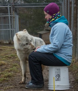HAI Researcher conducting a sociability test at Wolf Park