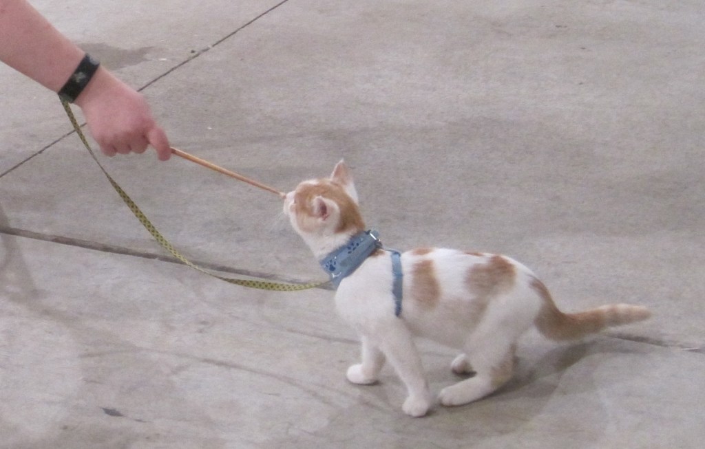 Orange and white piebald cat wearing blue harnesswalking on a leash and touching a training target stick with nose