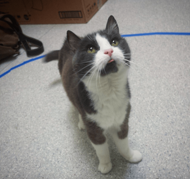 Grey and white cat looking up with little pink tongue sticking out