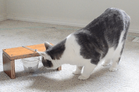 Grey and white cat looking under a shelf st a plastic dish of food
