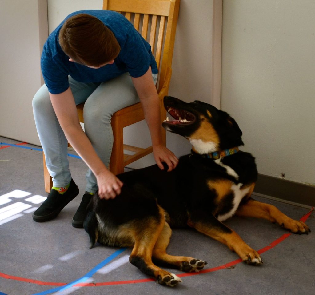 dog leaning against chair to get pets from a person sitting in the chair during an assessment