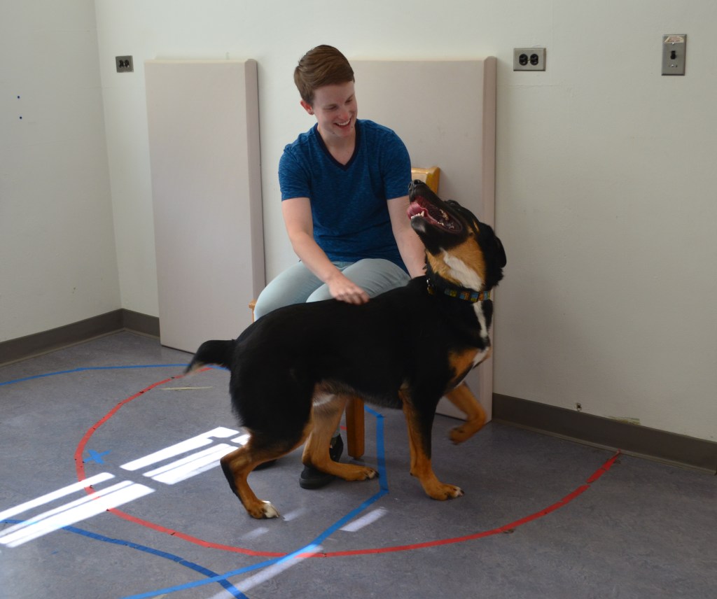 large brown and black dog getting pets from person in chair during assessment