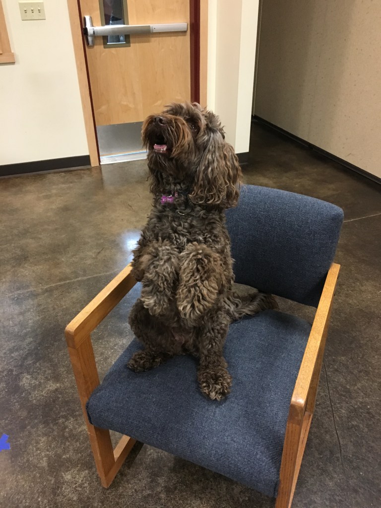 Cute dog sitting up on chair