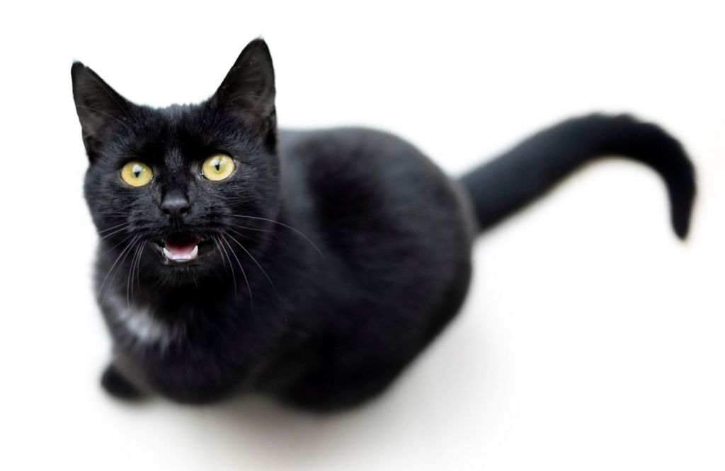Free black bombay cat image, public domain CC0 photo.