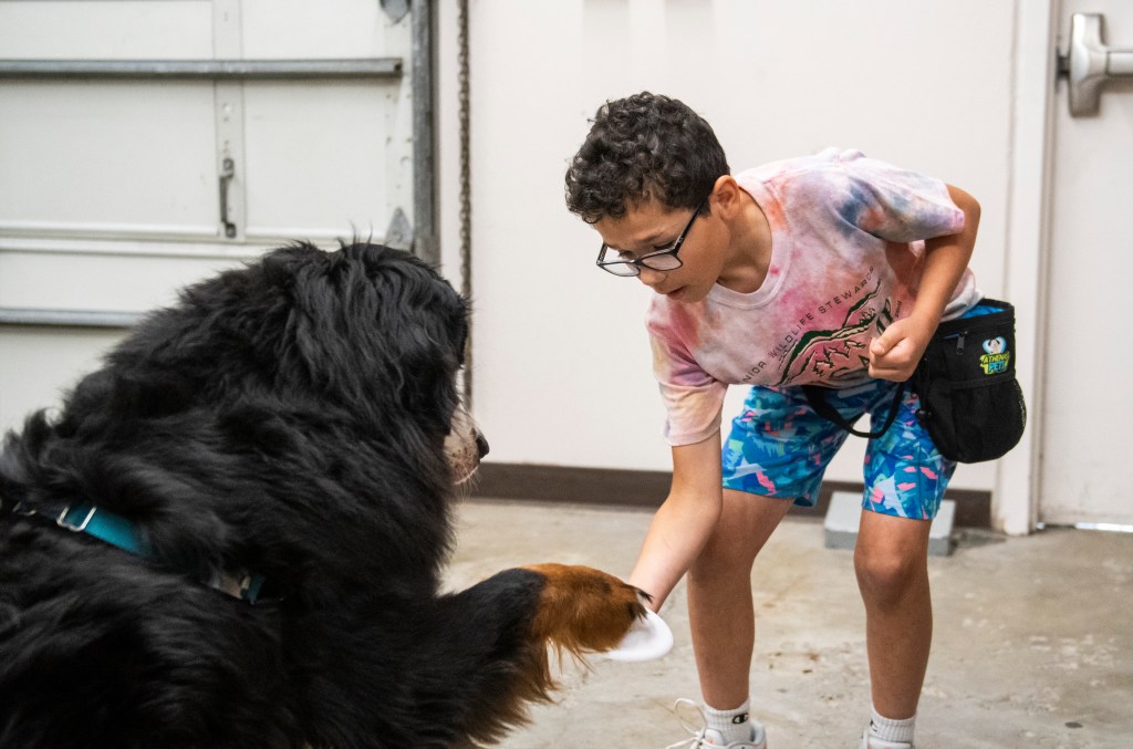 Cute picture of child shaking paws with a Bernese mountain dog