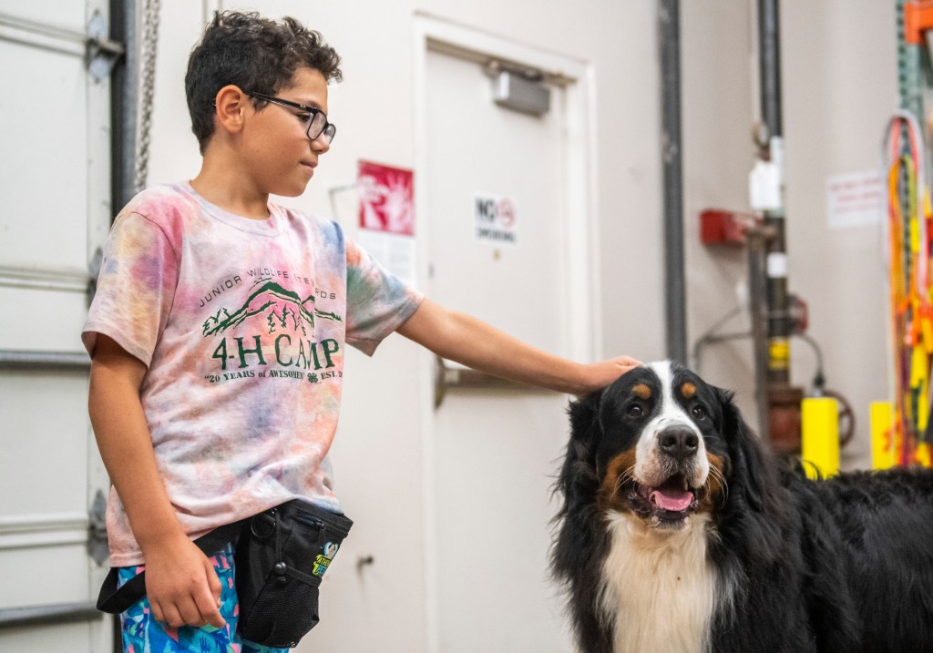 small child petting their very large Bernese mountain dog