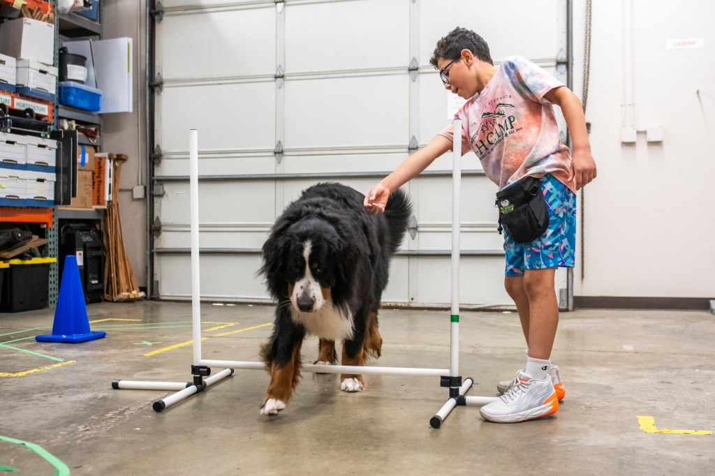 Bernese mountain dog successfully going over agility jump with child offering treat on the other side
