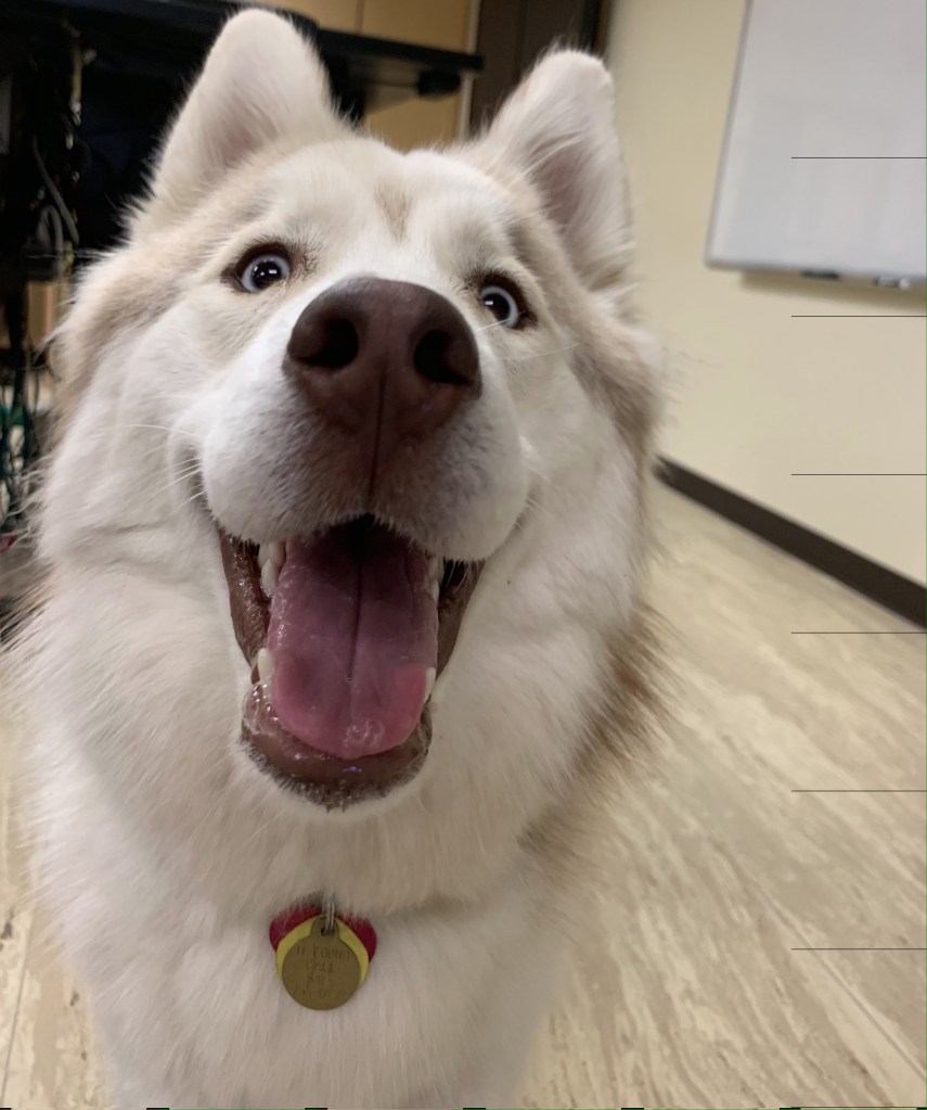 close up of a large whiteish husky-type dog face with a happy expression