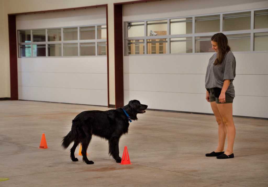 volunteer trainer and black dog looking at each other sweetly while dog stands in between two orange cones during training session