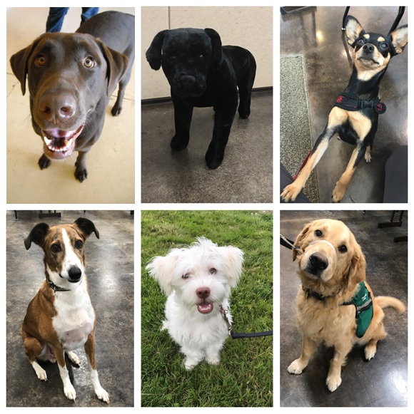 collage of 6 cute dogs one of which is the fake dog used in the dog behavior assessment