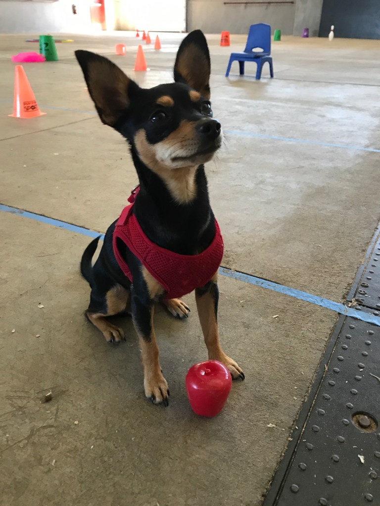 small dog with red toy and intense concentration on a person not visible - probably a treat up there