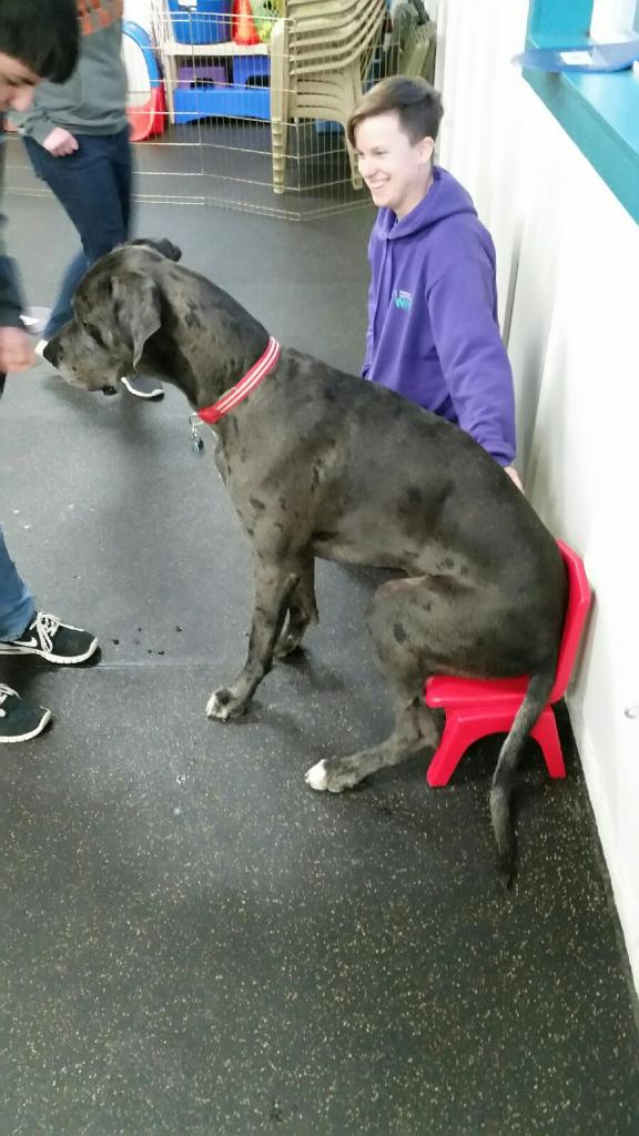 very very large dpg sitting in very very small chair next to smiling person