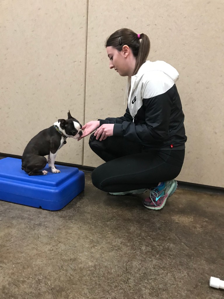 volunteer training small dog to sit on a platform