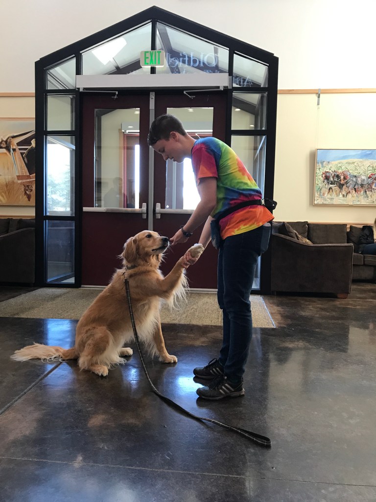 volunteer shaking paws with a golden retriever and offering a treat