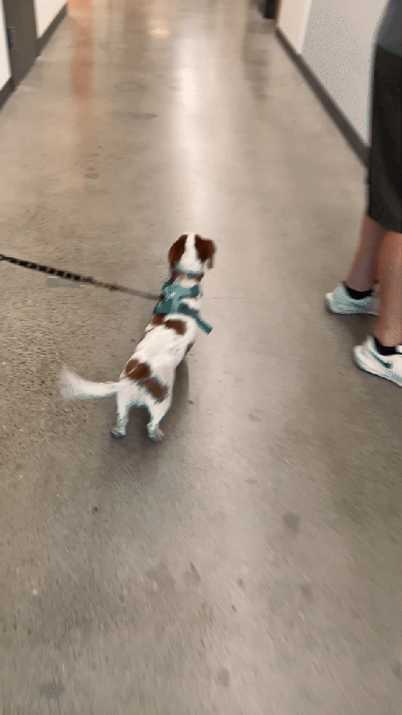 Small dog excitedly pulling owner to our research lab for his visit