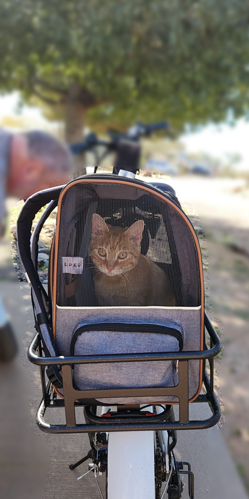 Cats in travel backpacks and walking on leash